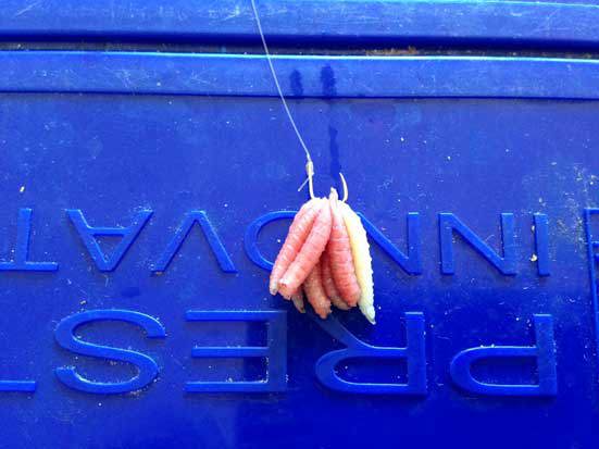 Live Bait – Maggots & Casters – Click & Collect Only! – The Tackle